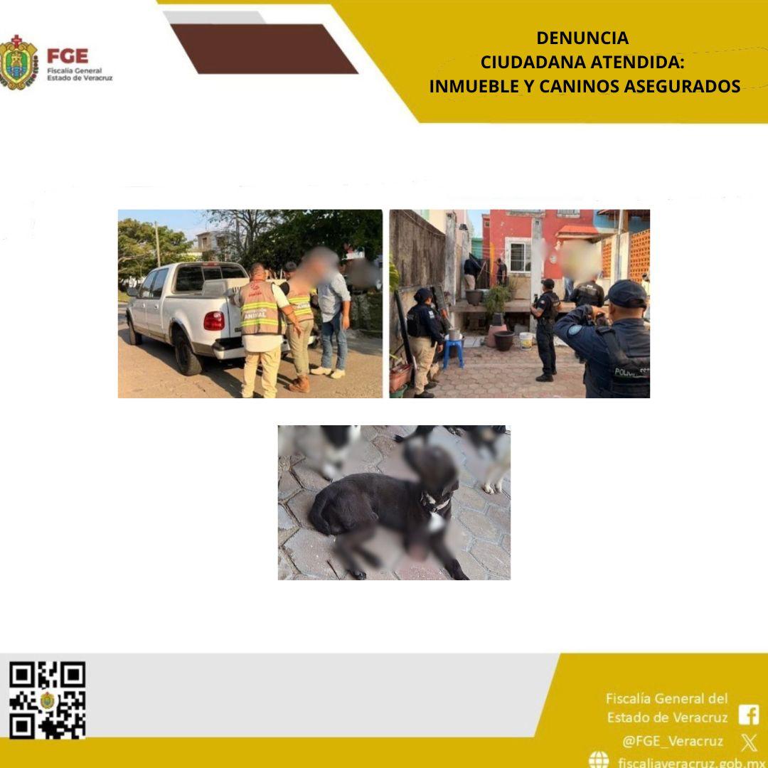 𝗖𝗲𝗿𝗼 𝘁𝗼𝗹𝗲𝗿𝗮𝗻𝗰𝗶𝗮 𝗮𝗹 𝗺𝗮𝗹𝘁𝗿𝗮𝘁𝗼 𝗮𝗻𝗶𝗺𝗮𝗹: 𝗙𝗶𝘀𝗰𝗮𝗹𝗶́𝗮 𝗱𝗲 𝗩𝗲𝗿𝗮𝗰𝗿𝘂𝘇 𝗮𝘀𝗲𝗴𝘂𝗿𝗮 𝗼𝗰𝗵𝗼 𝗰𝗮𝗻𝗶𝗻𝗼𝘀 𝗲𝗻 𝗰𝗮𝘁𝗲𝗼 𝗲𝗻 𝗖𝗼𝗮𝘁𝘇𝗮𝗰𝗼𝗮𝗹𝗰𝗼𝘀