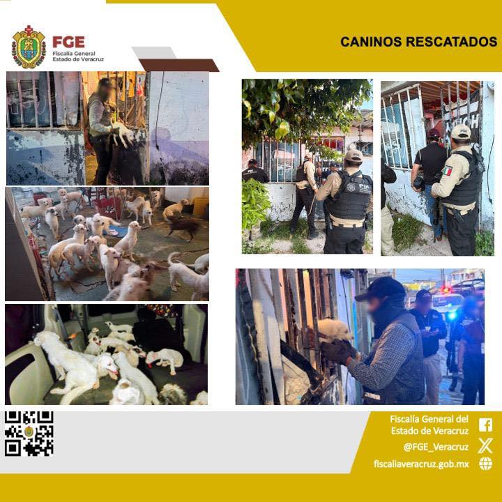 𝗙𝗶𝘀𝗰𝗮𝗹𝗶́𝗮 𝗱𝗲 𝗩𝗲𝗿𝗮𝗰𝗿𝘂𝘇 𝗿𝗲𝘀𝗰𝗮𝘁𝗮 𝗮 𝟰𝟮 𝗰𝗮𝗻𝗶𝗻𝗼𝘀 𝘁𝗿𝗮𝘀 𝗱𝗶𝗹𝗶𝗴𝗲𝗻𝗰𝗶𝗮 𝗱𝗲 𝗰𝗮𝘁𝗲𝗼 𝗲𝗻 𝗖𝗼𝗮𝘁𝘇𝗮𝗰𝗼𝗮𝗹𝗰𝗼𝘀