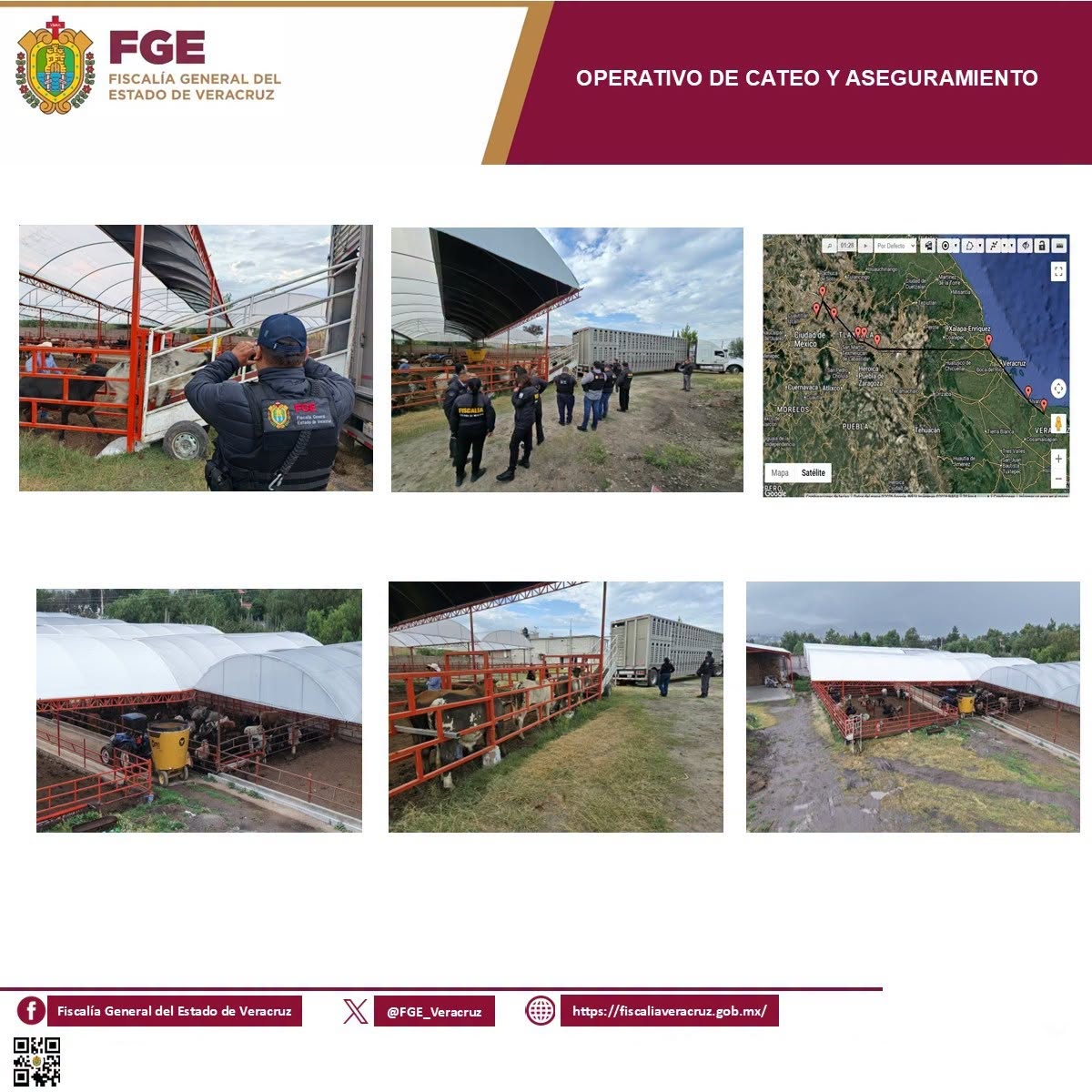 𝗘𝗻 𝗼𝗽𝗲𝗿𝗮𝘁𝗶𝘃𝗼 𝗱𝗲 𝗰𝗮𝘁𝗲𝗼 𝗰𝗼𝗼𝗿𝗱𝗶𝗻𝗮𝗱𝗼, 𝗙𝗶𝘀𝗰𝗮𝗹𝗶́𝗮 𝗱𝗲 𝗩𝗲𝗿𝗮𝗰𝗿𝘂𝘇 𝗿𝗲𝗰𝘂𝗽𝗲𝗿𝗮 𝗲𝗻 𝗲𝗹 𝗘𝘀𝘁𝗮𝗱𝗼 𝗱𝗲 𝗠𝗲́𝘅𝗶𝗰𝗼 𝟯𝟱 𝗰𝗮𝗯𝗲𝘇𝗮𝘀 𝗱𝗲 𝗴𝗮𝗻𝗮𝗱𝗼 𝘀𝘂𝘀𝘁𝗿𝗮𝗶́𝗱𝗮𝘀 𝗲𝗻 𝗔́𝗻𝗴𝗲𝗹 𝗥. 𝗖𝗮𝗯𝗮𝗱𝗮